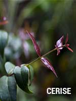 Cerise acote