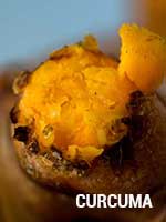 Curcuma