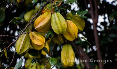 Caramboles.