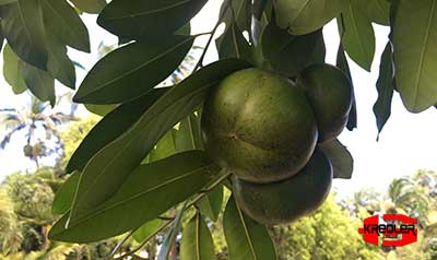 Kréoler, Les fruits mûres sont de couleurs noires ébène.